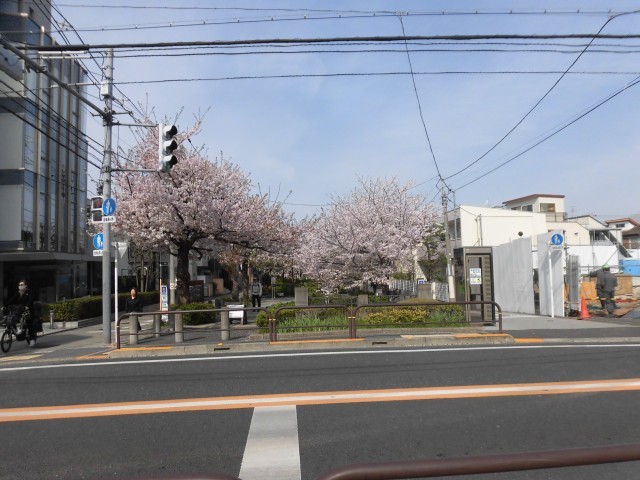 満開の桜