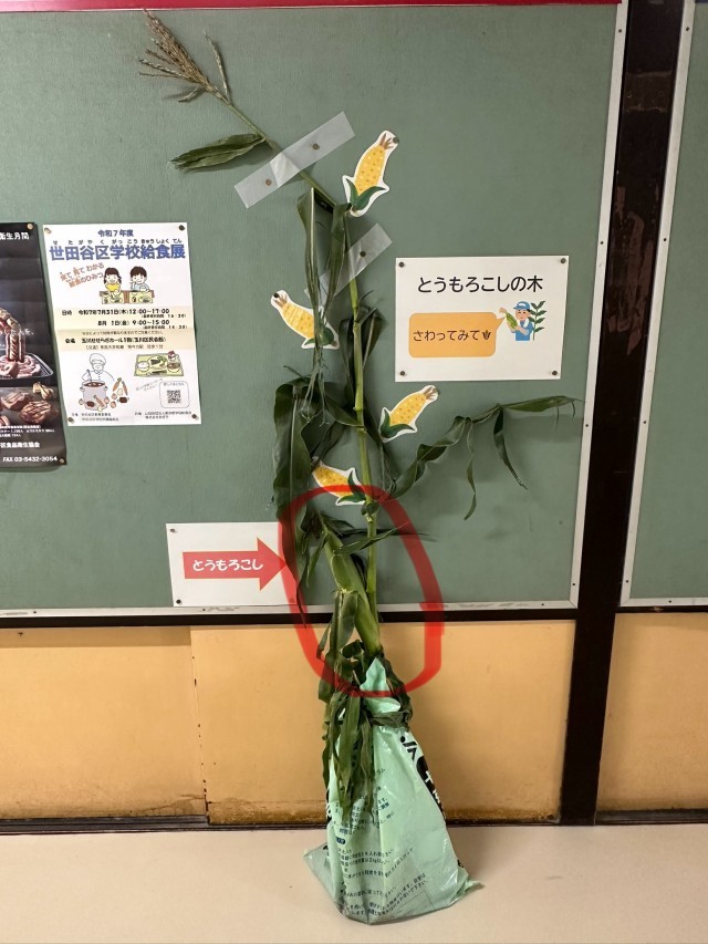 とうもろこしの木