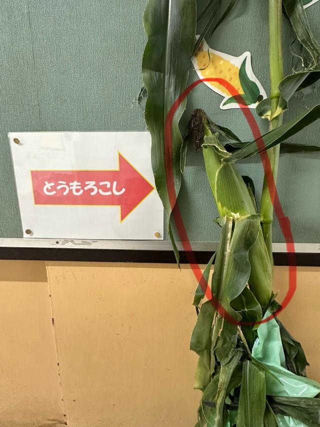 とうもろこしの木