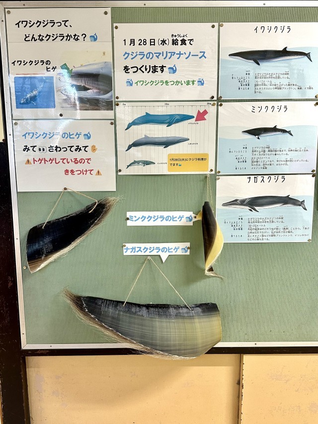 職員室前にくじらのひげを展示しています。