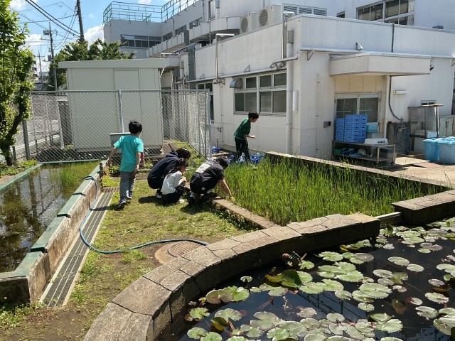 ビオトープで生き物探しです。四葉のクローバーを見つけた子もいました。