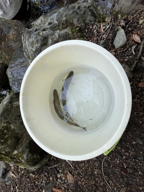 掴み取りをした鱒