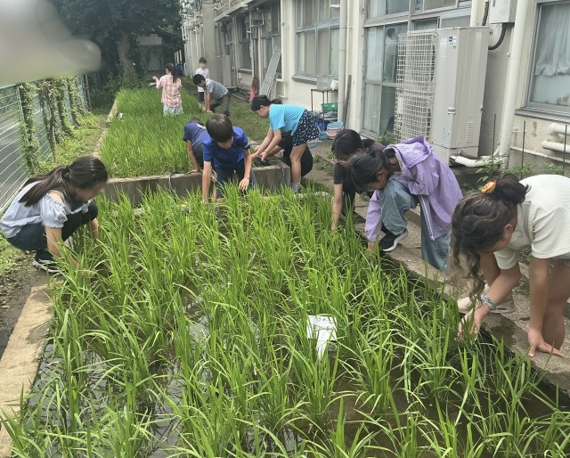 6月24日の稲の様子