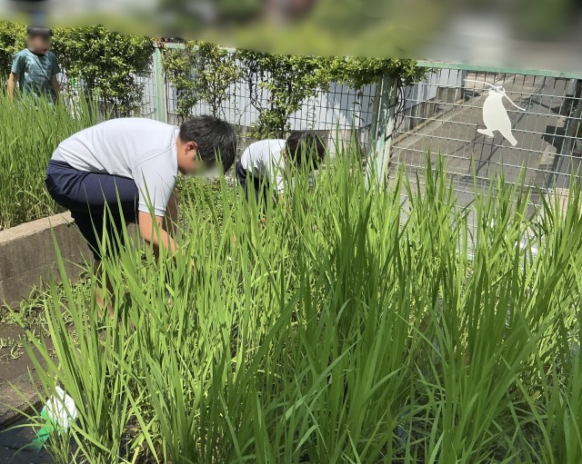 7月14日の稲の様子