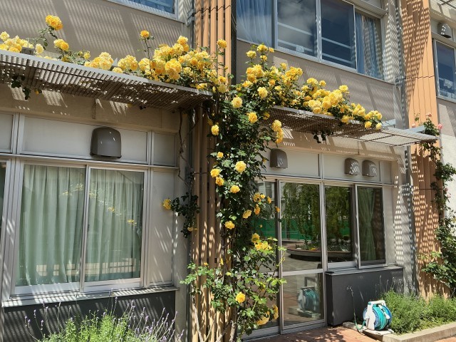 ♪「におえよ花よ〜」音楽室の外のバラが満開です。