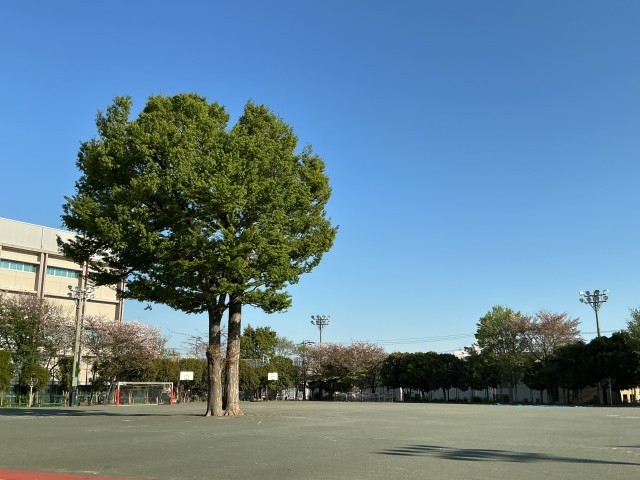 校庭に立つ欅の木