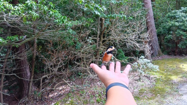 手に止まってくれるヤマガラ
