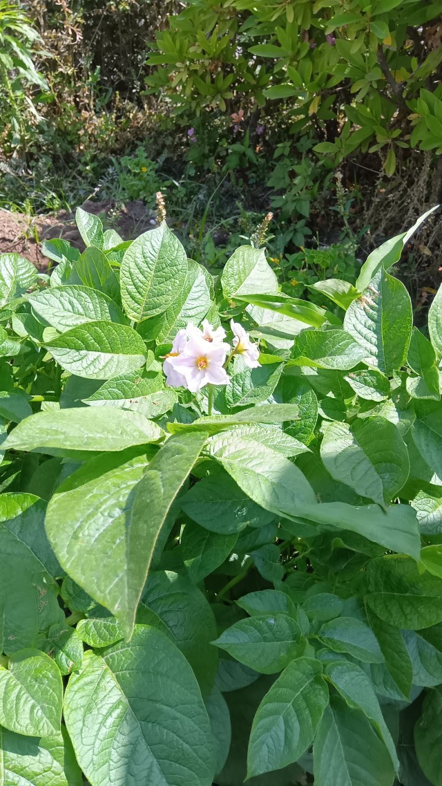 じゃがいもの花