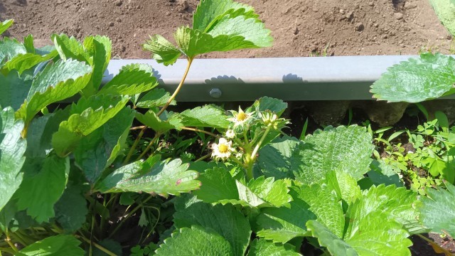 いちごの花