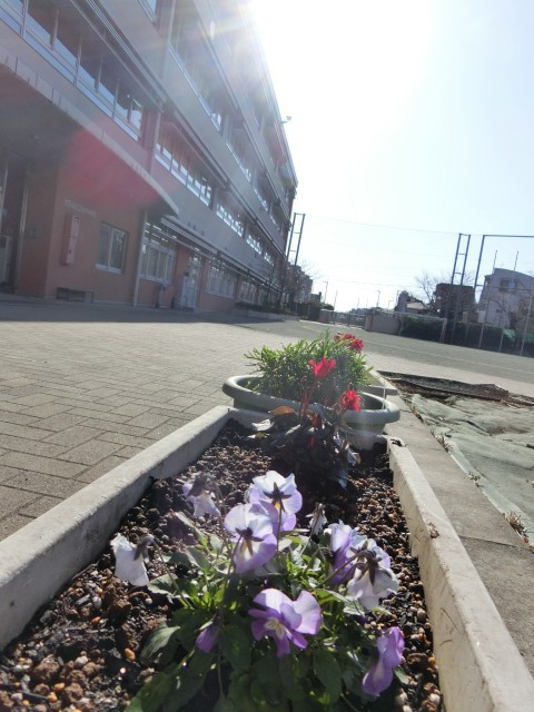 園芸部が育てる花も寒さの中頑張っています