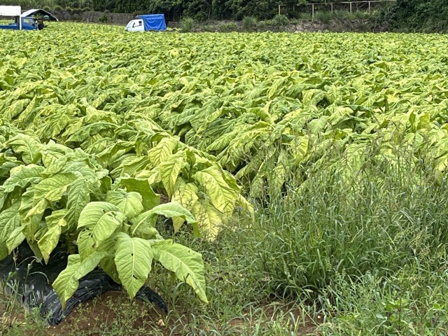 タバコの栽培