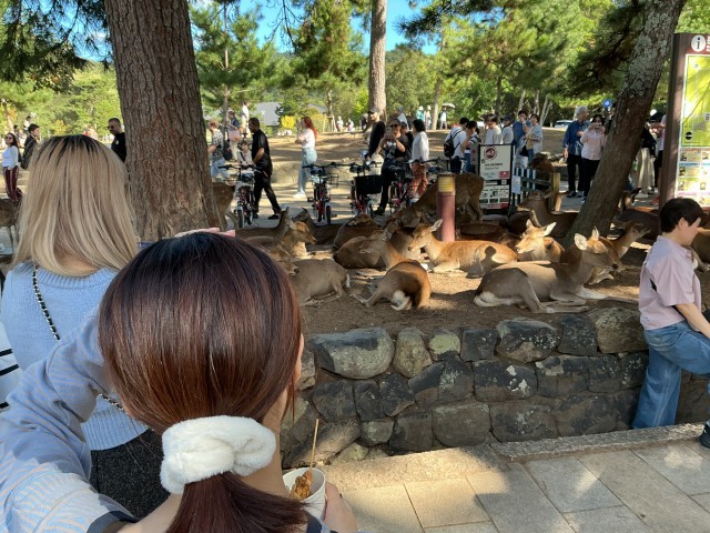 奈良公園での班別行動です。鹿の多さに驚きです。