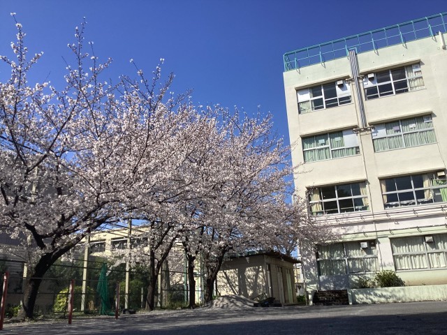 校庭の桜の様子
