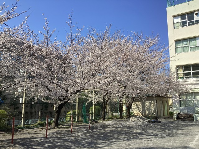 校庭に咲く桜