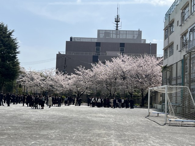 校庭の桜