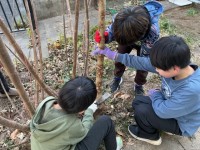 楮の木の刈り取り